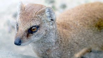 fascinating weasel animal