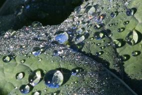 big drops of water on the leaf closeup