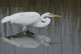 wading great egret in wildlife