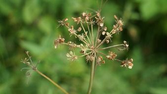 autumn fallen seeds spindle plant