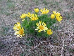 adonis vernalis, pheasantâs eye, blooming plant in wild