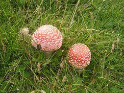 closeup photo of toxic fly agaric mushrooms in grass