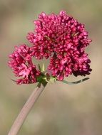 purple flower on blurred background