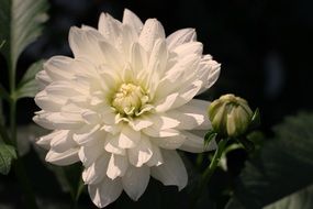 white dahlia blossom