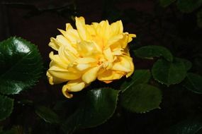 yellow rose flower on the bush