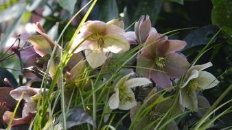 christmas rose blossom