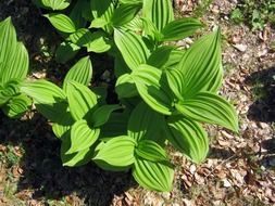 mountain plants with bright green leaves