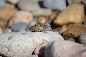 frog on Stone sunny weather