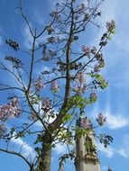 spring tree in hockenheim