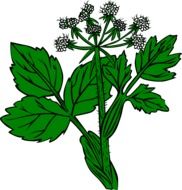 drawing of a wild poisonous green plant