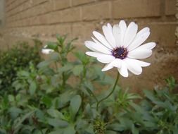 white daisy in nature