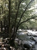 forest stream among stones in the shade of trees