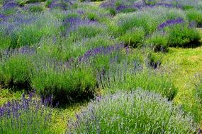 landscape of the lavender flowers in nature