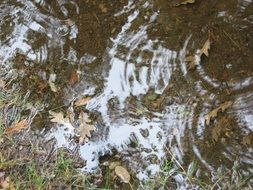 rain dripping in a puddle