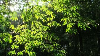 extraordinarily beautiful green leaves