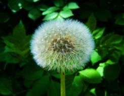 White dandelion flower with a lot of petals