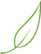 graphic image of olive leaf