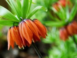 macro photo of orange flowers like overturned tulips