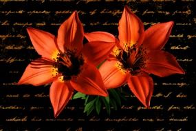 red lilies on a dark background