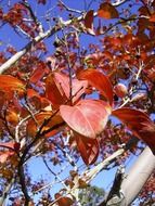 red leaves autumn season