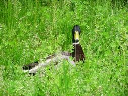duck water bird in the grass