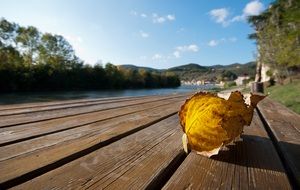 autumn yellow leaf on a wooden pier close up