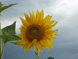 sun flower grey sky blossom