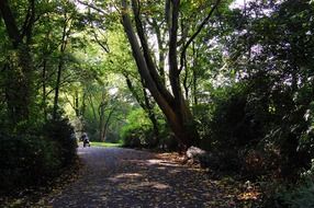 forest away in autumn