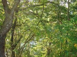 extraordinarily beautiful denmark trees