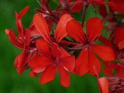 Beautiful red geranium flowers