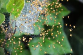 spin spider baby