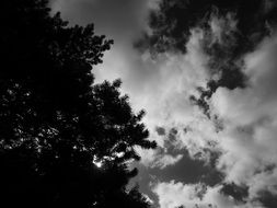 black and white photo of trees and thick clouds