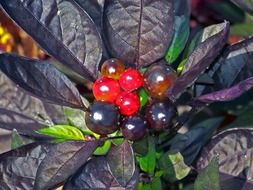 closeup photo of plant with purple leaves and red berries
