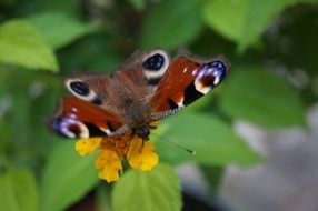 peacock butterfly close-up