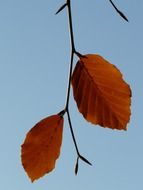 lonely autumn leaves on a branch