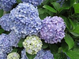 hydrangea, purple spherical inflorescences on a green shrub