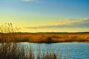 tranquil lake landscape with birds