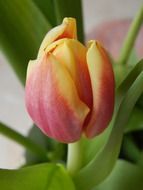 orange-red tulip bud close-up