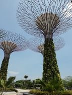 big trees in the garden