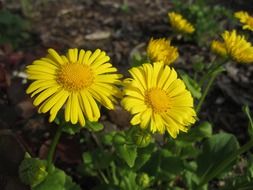 yellow daisies in garden