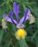 Beautiful colorful iris flowers in the garden