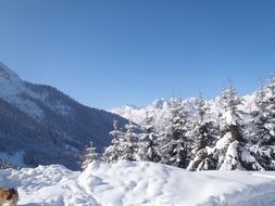 snow cover in the forest against the backdrop of the mountains