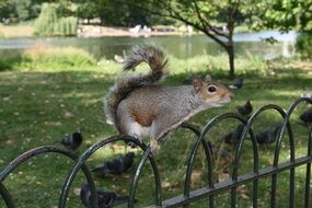 squirrel on the fence