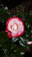 pink and red rose with deep green leaves