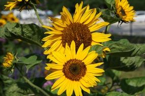 comely yellow sun flower in the summer garden