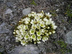beautiful white flower in new zealand closeup