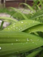 water drops on green leaves