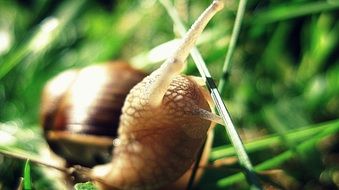 snail in the green grass