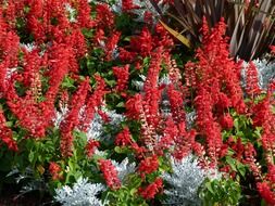 red salvia on flower bed