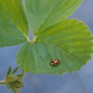 ladybug on the strawberry leaf